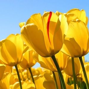 Meet your Posher, Shanelle